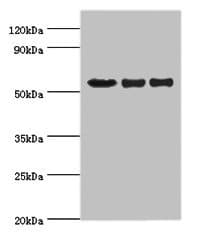 IHC-plus™ VISA / MAVS Antibody (aa1-65)