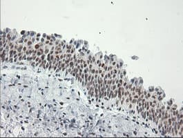 ERCC1 Antibody (clone 2.00E+12, Carrier-free)