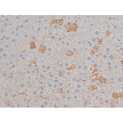 Polyclonal Rabbit anti-Human HSP90AB1 / HSP90 Alpha B1 Antibody (phospho-Ser254, IHC, IF, WB)