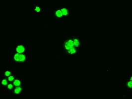 BCL2L1 / BCL-XL Antibody (clone OTI4A9)