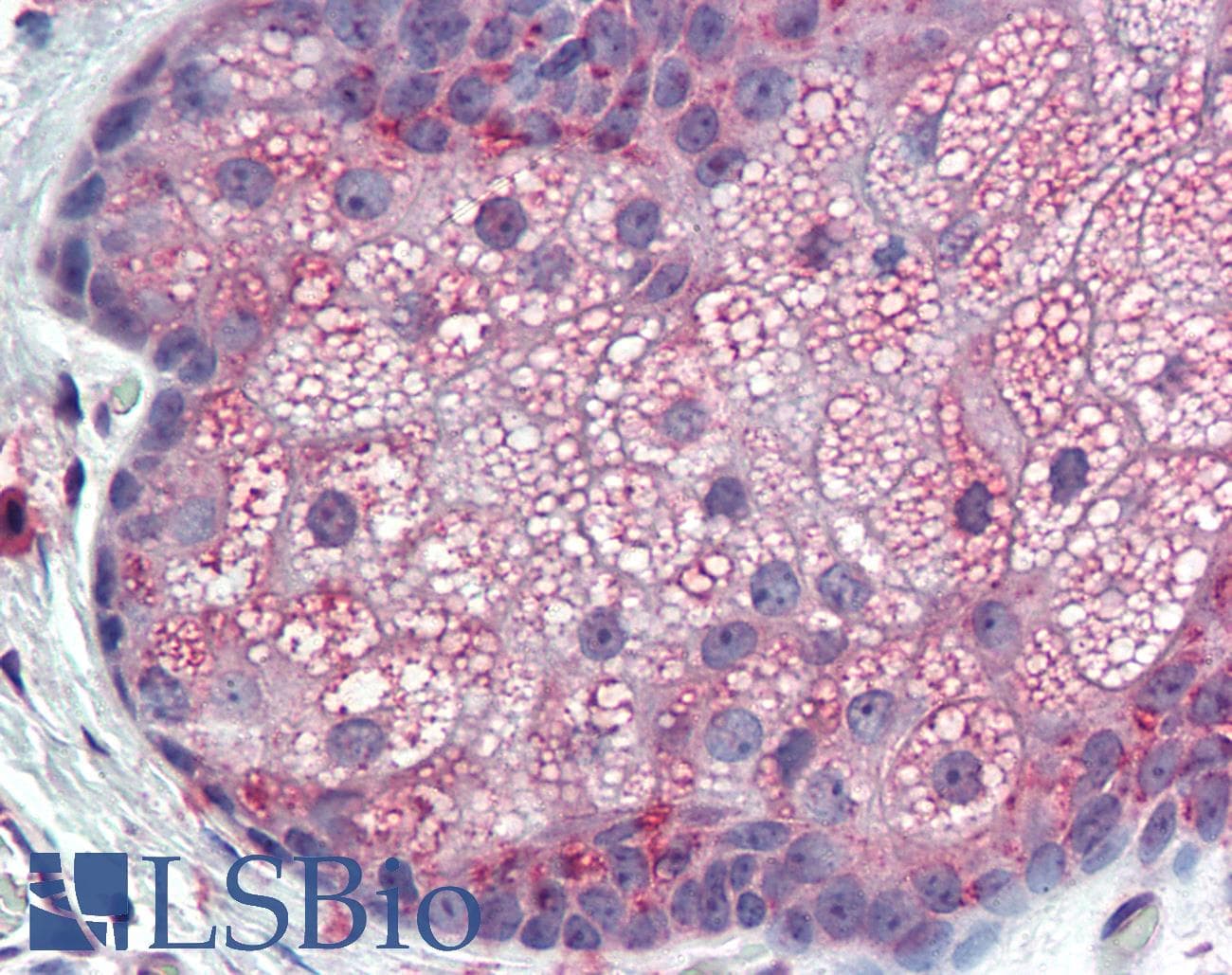 IHC-plus™ TM9SF3 Antibody (Internal)