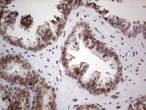 Monoclonal Mouse anti-Human C14orf166 Antibody (clone OTI4A3, IHC, WB)