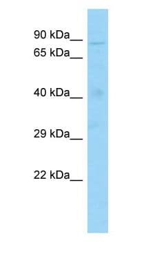 Polyclonal Rabbit anti-Rat CXXC1 / CGBP Antibody (aa51-100, WB)