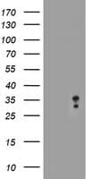 MLF2 Antibody (clone OTI1H2, Carrier-free)