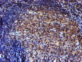 Endonuclease G / ENDOG Antibody (clone OTI5F1)
