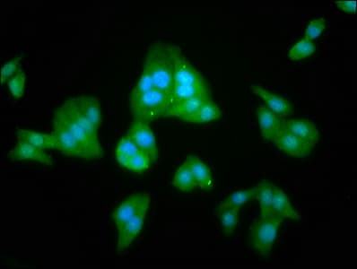Polyclonal Rabbit anti-Human TASP / LANCL2 Antibody (IHC, IF, WB)
