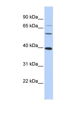 c-Maf Antibody (N-Terminus)
