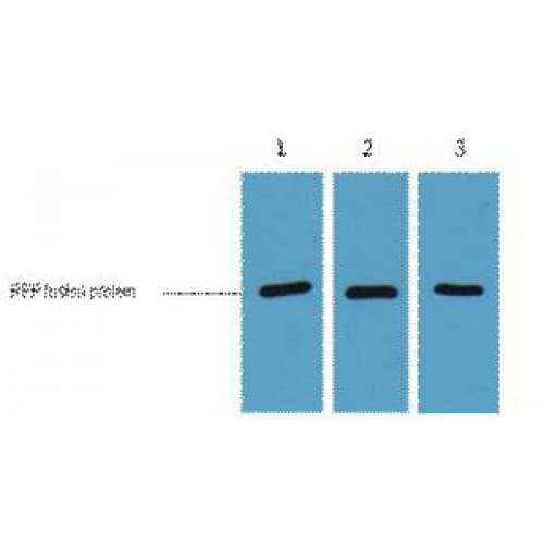 RFP Tag Antibody (clone 5G4)
