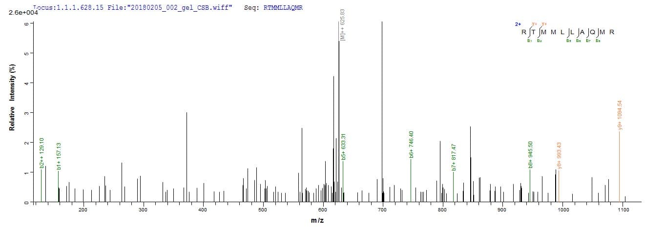 Human IFNA6 / Interferon Alpha 6 Protein (Recombinant 10His, N-terminus + Myc, C-terminus)