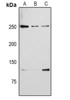 TJP1 / ZO-1 Antibody