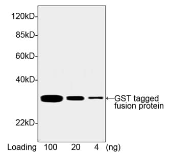 GST / Glutathione S-Transferase Antibody (clone 2F10B9)