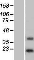 DOLPP1 Protein (Over-Expression Lysate Myc-DDK (Flag))