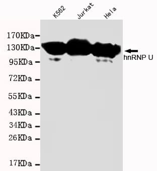 HnRNP U Antibody