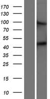 TMPRSS6 Protein (Over-Expression Lysate Myc-DDK (Flag))