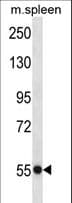 USP40 Antibody (aa63-91)