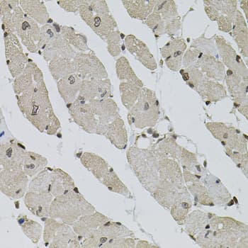 SRSF9 / SFRS9 Antibody