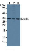 VEGFA / VEGF Antibody