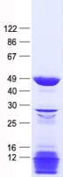 Human KRT23 / Keratin 23 Protein (Recombinant His, N-Terminal)