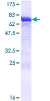 Human DYNC1LI2 Protein (Recombinant GST)