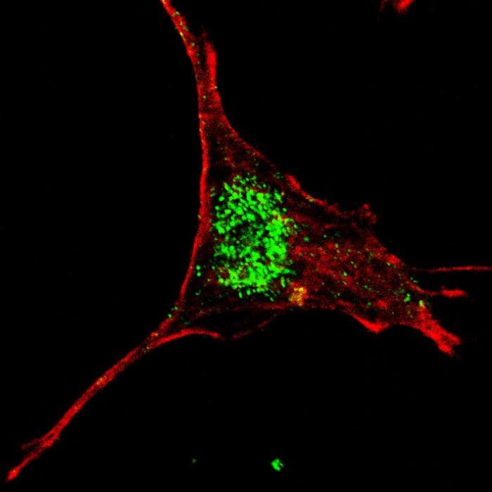 KLF4 Antibody (aa394-421)
