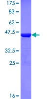 Human NXF / NPAS4 Protein (Recombinant GST, N-terminus)