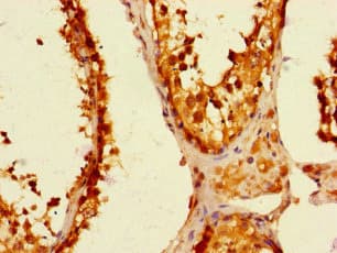 C19orf44 Antibody