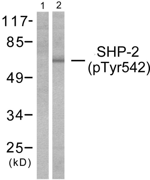 PTPN11 / SHP-2 / NS1 Antibody (phospho-Tyr542)
