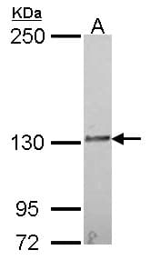 Polyclonal Rabbit anti-Human IL16 Antibody (aa1268-1332, WB)