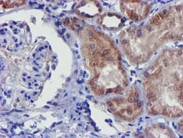 CHCHD5 Antibody (clone OTI3H3)