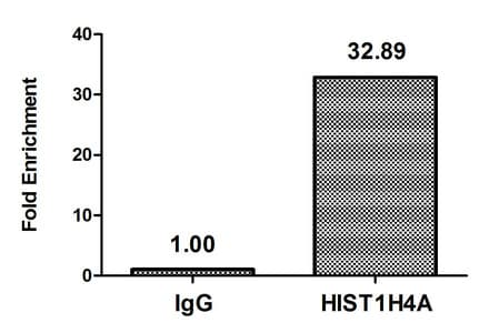 Polyclonal Rabbit anti-Human HIST1H4I Antibody (IF)