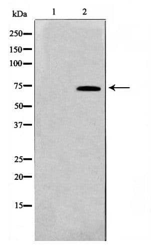 Polyclonal Rabbit anti-Human TAF5L Antibody (WB)