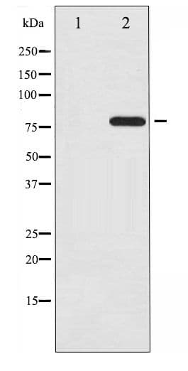 REL / C-Rel Antibody (phospho-Ser503)