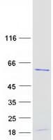 Human RRP9 Protein (Recombinant Myc-DDK (Flag))