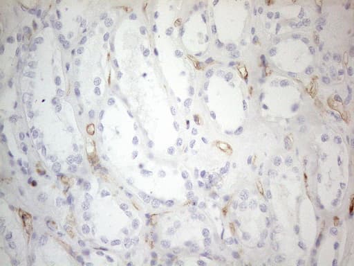 CD34 Antibody (aa312-385, clone OTI10C8)