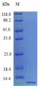 Rat SDF1 / CXCL12 Protein (Recombinant)