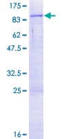 Human C3orf17 / NET17 Protein (Recombinant GST)