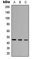 FOXD4L5 Antibody (Internal)