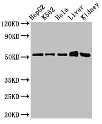 Polyclonal Rabbit anti-Human FBXW2 Antibody