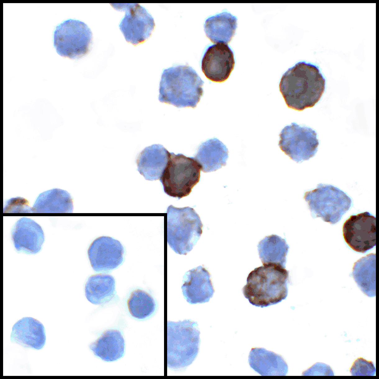 Monoclonal Mouse anti-Human CD274 / B7-H1 / PD-L1 Antibody (clone 4F2, IHC, IF, WB)