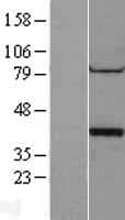 Human PPP1CA / PP1-Alpha Protein (Over-Expression Lysate Myc-DDK (Flag))
