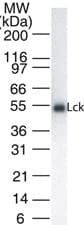 IHC-plus™ p56lck / LCK Antibody (clone 33D196)