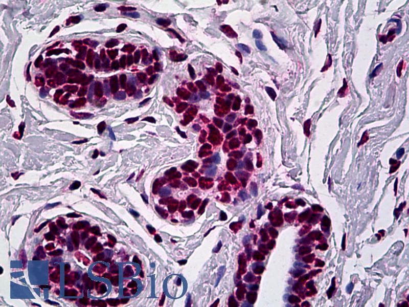 IHC-plus™ AML1 / RUNX1 Antibody (clone 3A1)