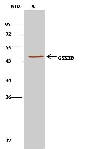 Polyclonal Rabbit anti-Mouse GSK3B / GSK3 Beta Antibody (Preservative Free, IF, WB)