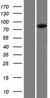 PIGQ Protein (Over-Expression Lysate Myc-DDK (Flag))