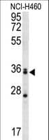 MBNL3 Antibody (aa251-280)