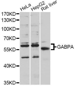 GABPA / NRF2 Antibody