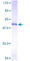 Human STXBP4 Protein (Recombinant GST)