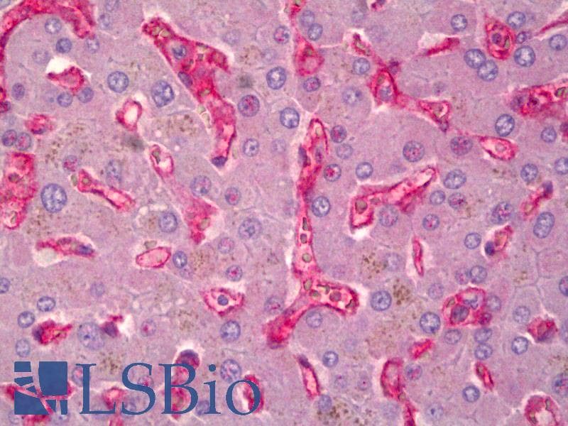 IHC-plus™ CD59 Antibody (FITC)
