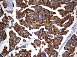 BNIP1 Antibody (clone OTI2G8)