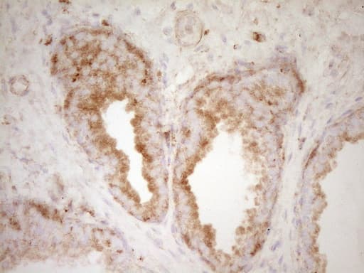 PELI1 / Pellino 1 Antibody (aa1-245, clone OTI1D9, Carrier-free)